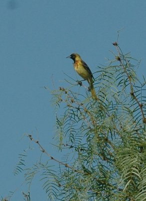 75cooks 004audubonsoriole.jpg