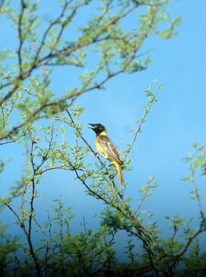 75cooks 006AudubonsOriole.jpg