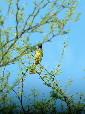 75cooks 007audubonsoriole.jpg