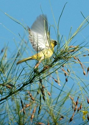 75cooks 008audubonsOriole.jpg