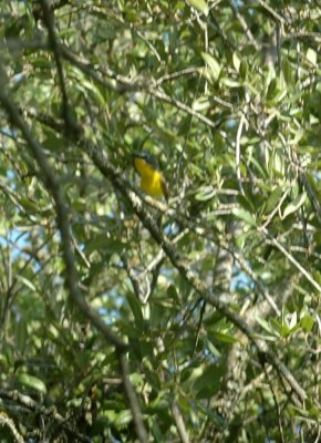 75cooks 017yellowbreastedchat.jpg