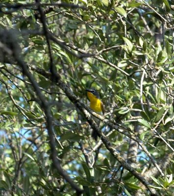 75cooks 018yellowbreastedchat.jpg