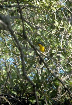 75cooks 019yellowbreastedchat.jpg