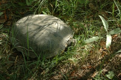 75cooks 021redearredslider.jpg