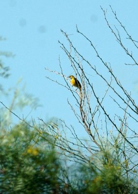75cooks 032audubonsoriole.jpg