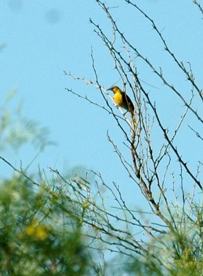 75cooks 033oriole.jpg