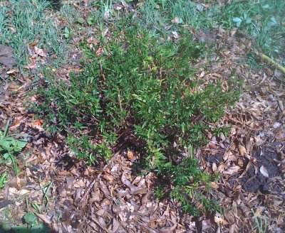 76iiphonee 004flammingAcanthus.jpg
