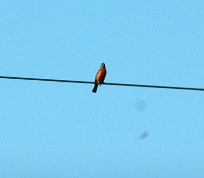 77cooks 010paintedbunting.jpg