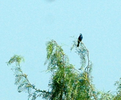 77cooks 012bluegrosbeak.jpg