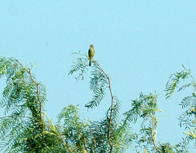 77cooks 014paintedbunting.jpg