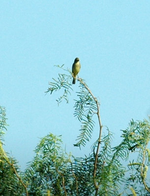 77cooks 015orchardoriole.jpg