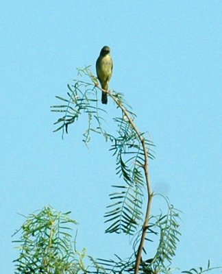 77cooks 016orchardoriole.jpg