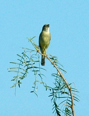 77cooks 017oriole.jpg