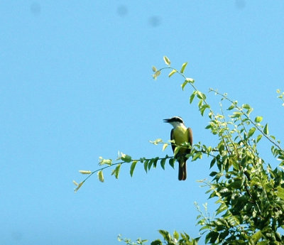 77cooks 025greatKiskadee.jpg