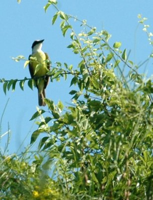 77cooks 027greatkiskadee.jpg