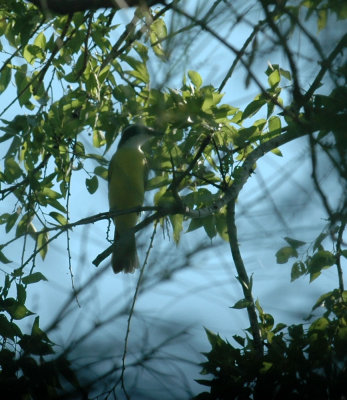 77cooks 028greatkiskadee.jpg