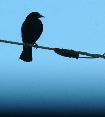 77cooks 030bronzedcowbird.jpg