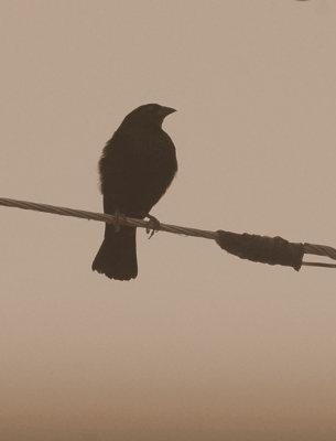 77cooks 031bronzedcowbird.jpg