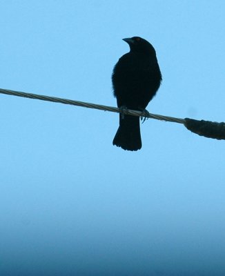 77cooks 032bronzedcowbird.jpg
