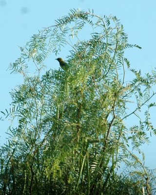 78cooks 009orchardoriole.jpg