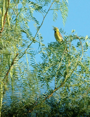78cooks 010orchardoriole.jpg