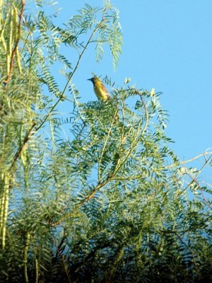 78cooks 011orchardoriole.jpg