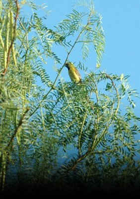 78cooks 012orchardoriole.jpg