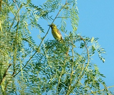 78cooks 013orchardoriole.jpg