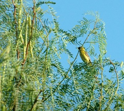 78cooks 014orchardoriole.jpg