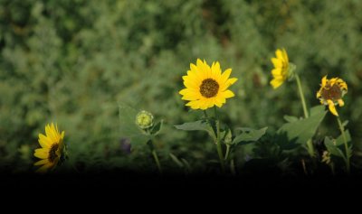 78cooks 024daisys.jpg