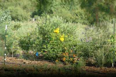 78cooks 026nurseryplants.jpg