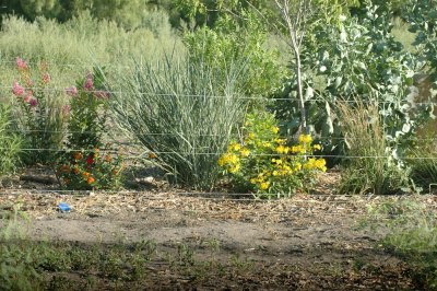 78cooks 027nurseryplants.jpg