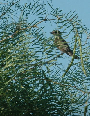 78cooks 028westernkingbird.jpg