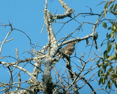 78cooks 066bird.jpg