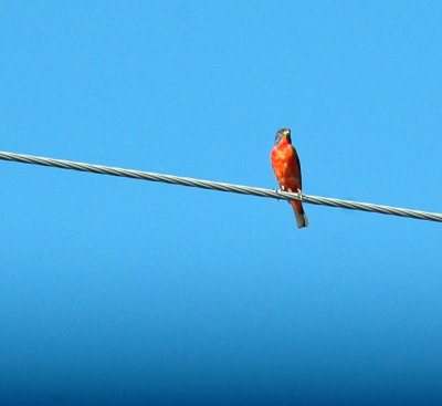 78cooks 069paintedbunting.jpg