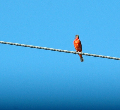 78cooks 069paintedbunting.jpg