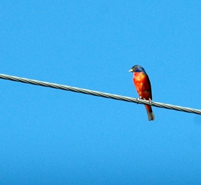 78cooks 071paintedbunting.jpg