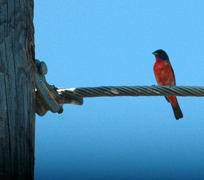 78cooks 072paintedbunting.jpg