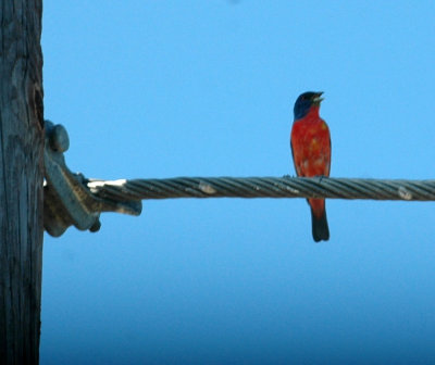 78cooks 074paintedbunting.jpg