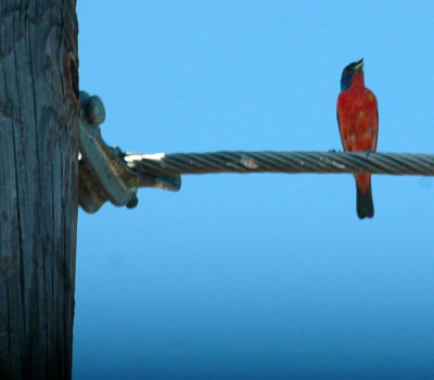 78cooks 075paintedbunting.jpg