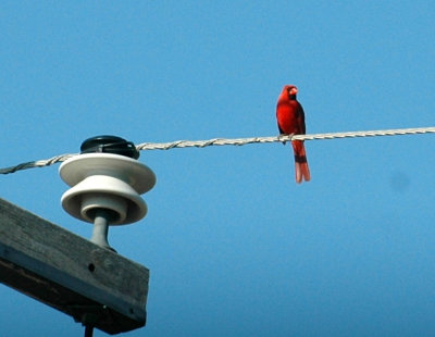 78cooks 077ncardinal.jpg