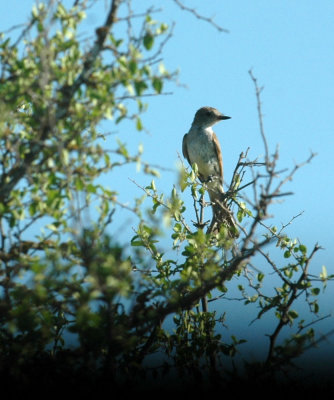 78cooks 078ashthroatedflycatcher.jpg