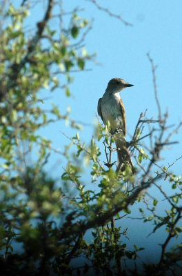78cooks 079ashthroatedflycatcher.jpg