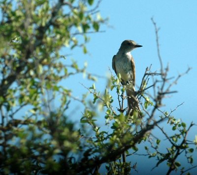 78cooks 080ashthroated flycatcher.jpg