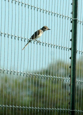 78cooks 081ashthroatedflycatcher.jpg