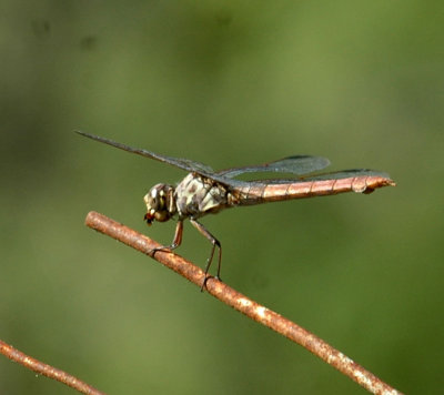 78cooks 095roseatteSkimmer.jpg