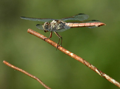 78cooks 096roseateSkimmer.jpg