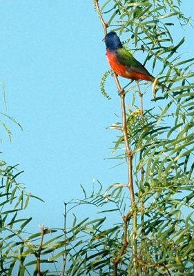 78cooks 030paintedbunting.jpg
