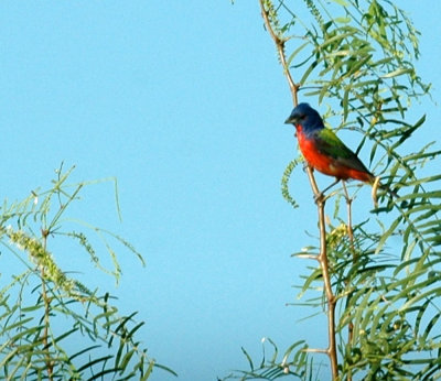 78cooks 031paintedbunting.jpg