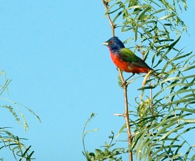 78cooks 032paintedbunting.jpg